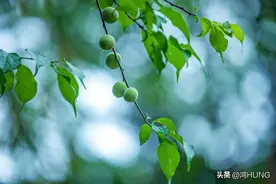 李清照|似柔弱无骨，却傲然于世图片