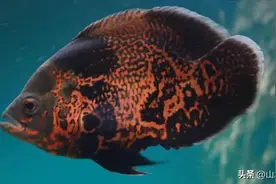 猪一般的鱼——趣说地图鱼图片