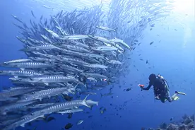 梭鱼：海洋中最团结的“海狼军团”图片