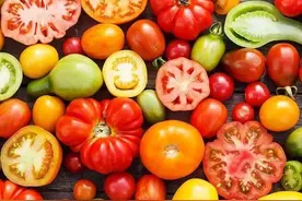 为什么西红柿没有以前好吃了？科研人员研究4年后发现：它变了图片