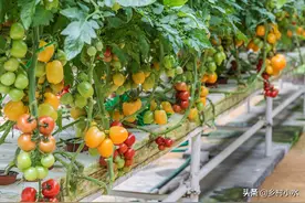 种菜学会使用食醋，自己在家就能配，蔬菜防病又增产图片