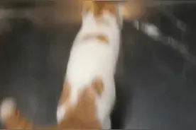 会坐电梯的猫咪图片