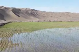 山东小伙成功在沙漠种水稻，或许能够成为第二个袁隆平爷爷图片