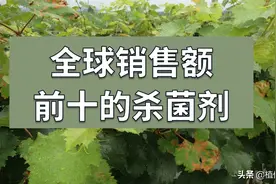 全球销售额前十的杀菌剂图片