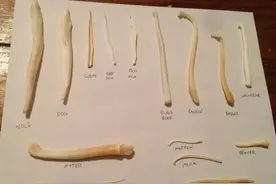 人类为什么没有阴茎骨？领略物种在进化中的智慧图片