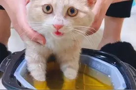 猫也能得脚气？广东一猫咪被传染脚气，得知真相后女主人哭笑不得图片