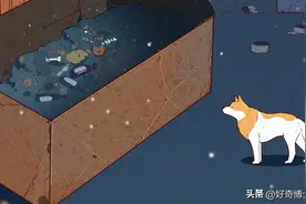 沉浸式体验，寒潮下流浪狗的生活。图片