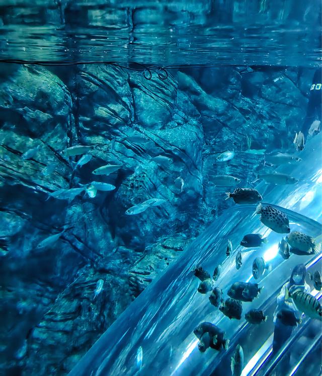 上海海洋水族馆遛娃攻略