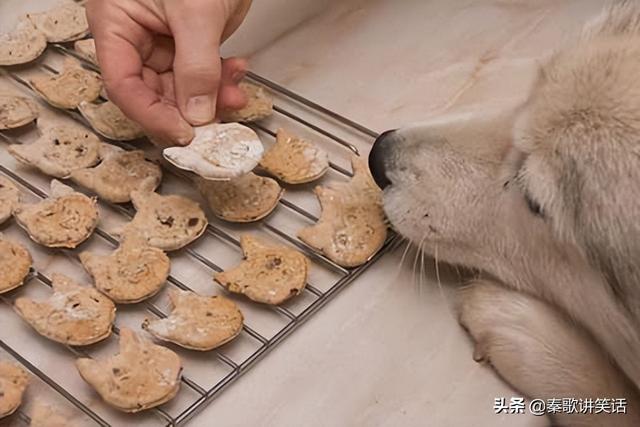 解读常见的狗狗行为和它背后的含义