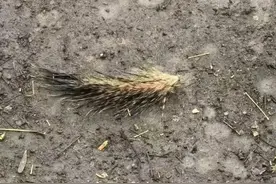 西湖边有人拔断松鼠尾巴？景区回应：已展开调查核实图片