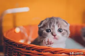 公猫能认出自己的小猫吗？为什么有些公猫甚至会吃掉自己的孩子？图片