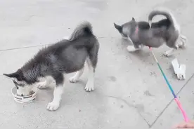 哈士奇吃完饭，都要跟饭盆打一架，主人：狗子怀疑饭盆偷吃了狗粮图片