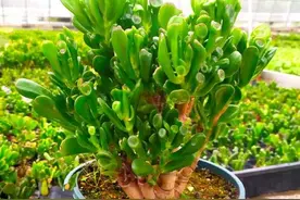 常见木本花卉：玉树图片