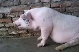 猪腹式呼吸怎么办？引起猪腹式呼吸的根本原因，分清这三种情况图片