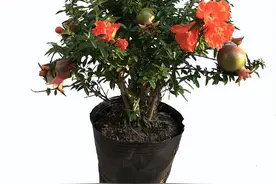 盆栽石榴这样施肥，越长越旺，花多花艳，果子也多，秋天就能吃了图片