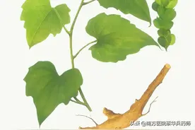 一味祛风湿的中药：既能清肺化痰治咳嗽，又能活血祛风湿治关节痛图片