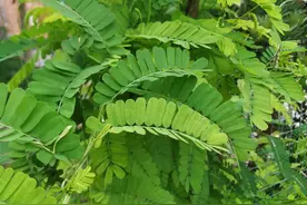 3种植物的叶子都是做茶的天然食材，保健又养生，看看你们认识吗图片