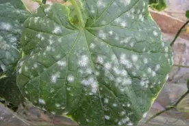 防治白粉病的3种方法，不用一滴农药，种菜种花都很实用图片