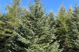 盘点我国常见的松树种类，你认识几种？图片