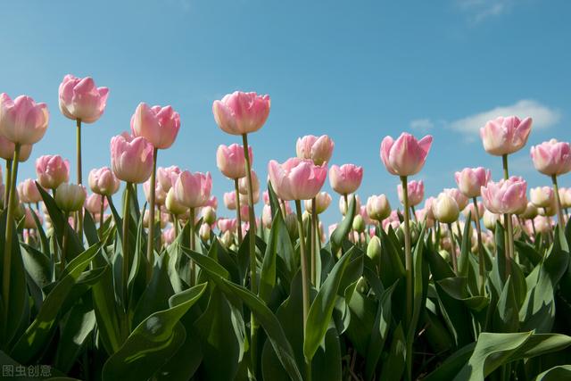 高中生物选修3-细胞工程知识点汇总大全
