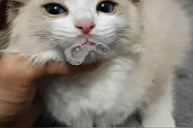 布偶猫咪呕吐怎么办？别慌，看看这里图片