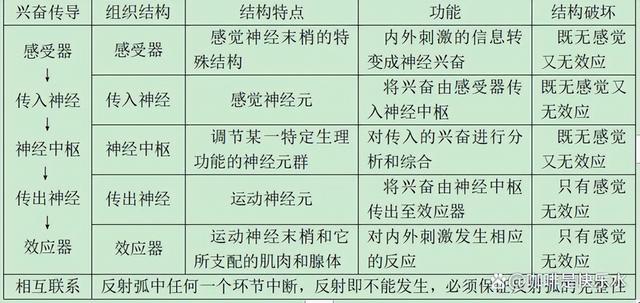 高中生物-人体内环境稳态的生理意义及调节