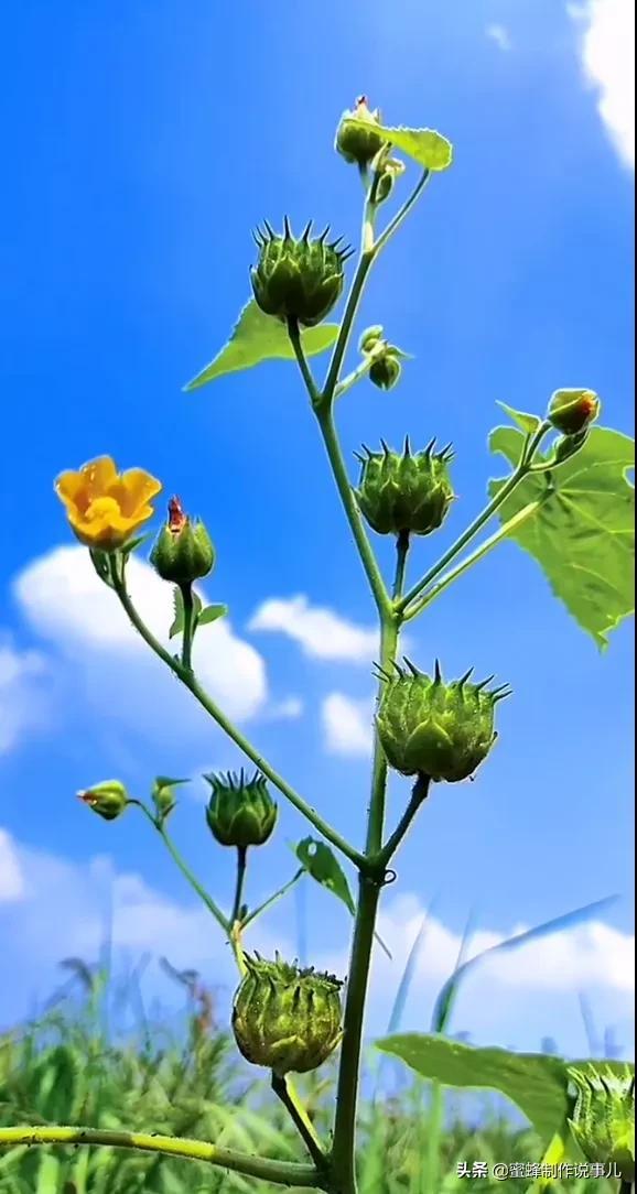 一束鲜花，醉蓝天
