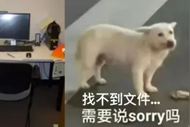 桌子乱的人都是有创造力的天才？什么？你连文件放哪都找不到……图片