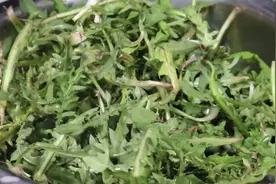 有机会多吃蒲公英，教你80岁老奶奶吃法，健康养生，睡眠好不上火图片