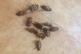 灭蟑螂最有效的方法！推荐五种灭蟑方法图片