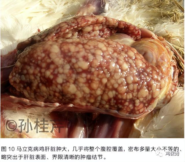 胳膊鸡皮肤发黑