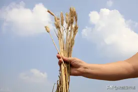 公粮补贴：耕地补贴可以转为粮食补贴图片