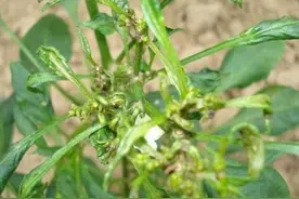 辣椒病毒病的识别与防治图片