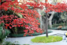 加代陪勇哥旅游（10）：大结局图片