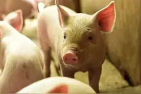 看我同学给温氏集团养1000头猪能赚多少钱？图片