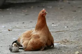 鸡突然站不起来是什么病？怎样冶？禽医刘帆图片