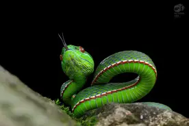 深度盘点中国十大毒蛇！这种蛇咬了竟能让人肾亏图片