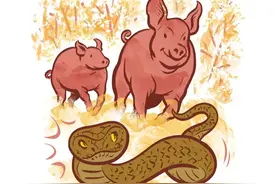 再毒的毒蛇都杀不死一头猪？猪是毒蛇的天敌，有什么科学依据吗？图片