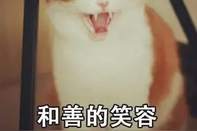 父母悄悄把陪伴孩子多年的猫给送走，一群网友居然帮忙找了回来图片