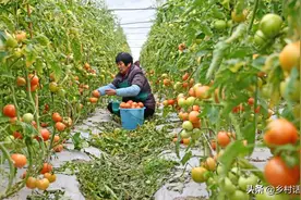 六种高效土肥料、土农药，自己在家就能做，告别化肥和农药图片