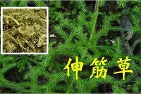 不起眼的小草，却能除风祛湿的一把好手，更是全身关节疼痛的克星图片