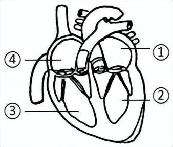 ①把血液从心脏送到全身各处14.血管是血流的管道.