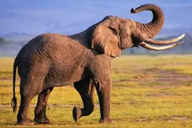 1989年云南小伙救下亚洲象,3年后小伙遇害离世,大象现身悲鸣悼念图片