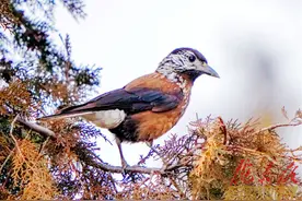 【图说庆阳】星鸦图片