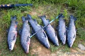 夏季野钓大鱼，钓组这样搭配才是“专业”级别，不断线少跑鱼图片