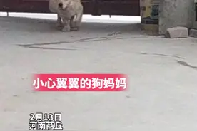 女子抱了一只小狗回家养，第二天狗妈妈就上门了，网友：它不放心图片