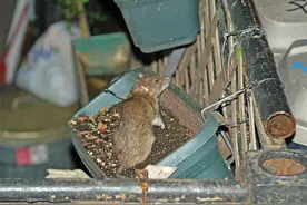 难道老鼠真的变少了？城市少见也就算了，为何现在农村也很少见？图片
