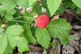 野草莓，大自然的馈赠，有没有人记得它。图片