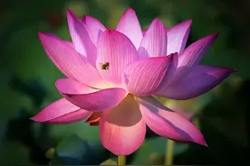 花卉摄影中，12个拍出花朵立体感的方法，你掌握了几个？图片