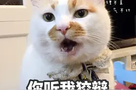 当你养猫了，请务必远离“中国式养猫”，懂这几点，猫养得更好图片